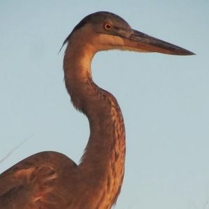 Meet your Posher, Robert